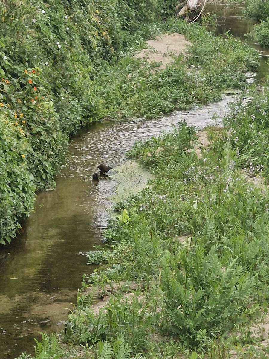 Plumbeous Rail - ML646381755