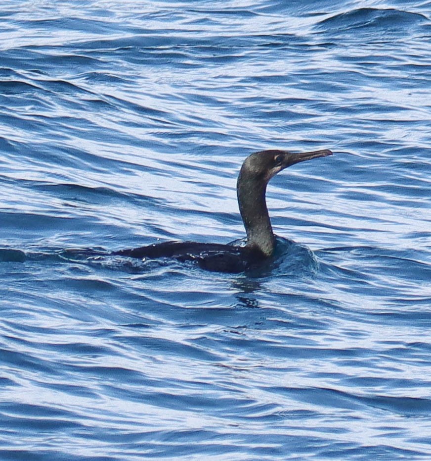 Brandt's Cormorant - ML646381756