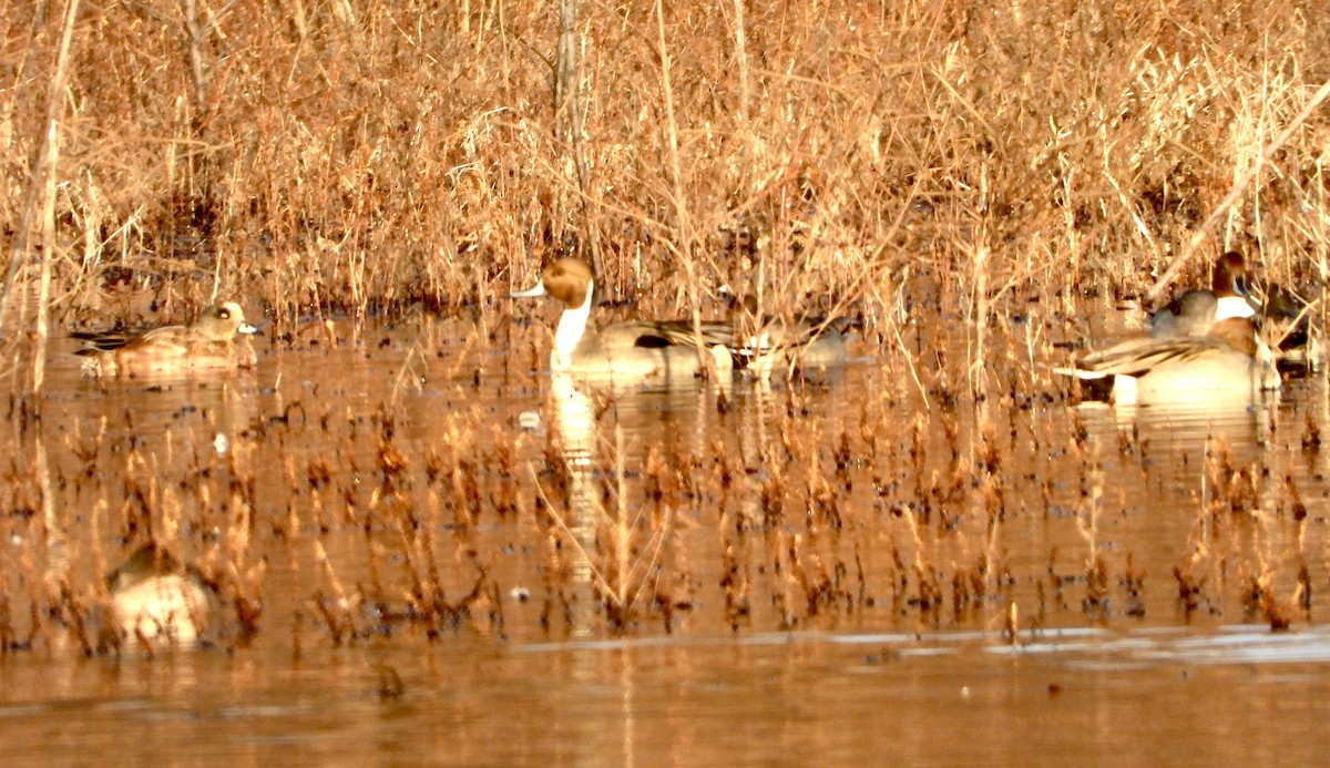 Canard pilet - ML646381757