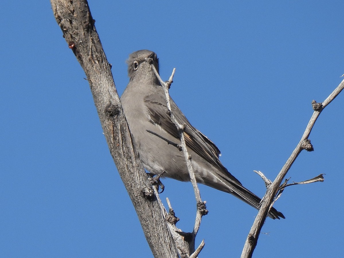 Townsend's Solitaire - ML646381758