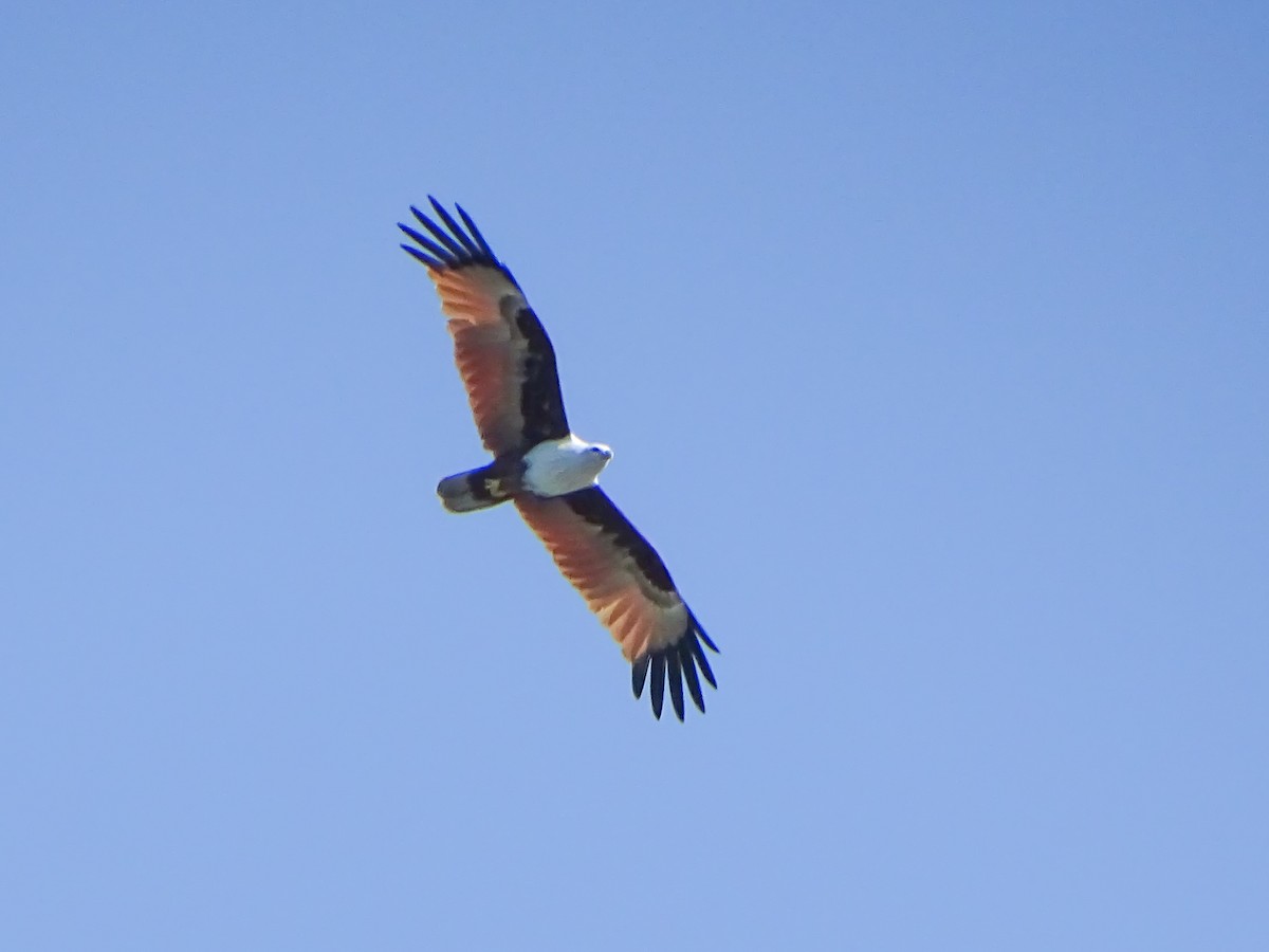 Brahminy Kite - ML646381759