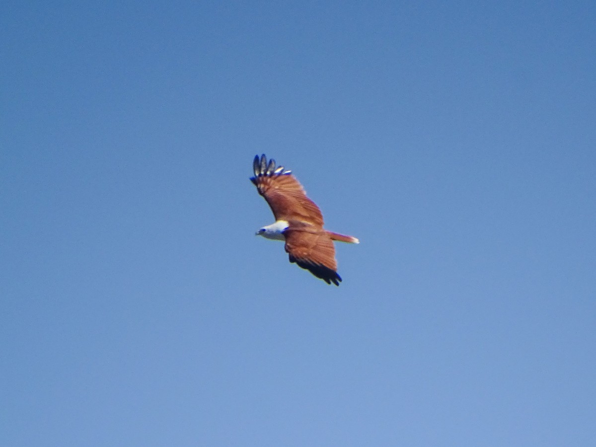 Brahminy Kite - ML646381760