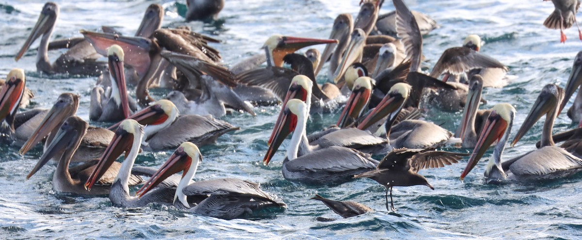 Brown Pelican - ML646381762