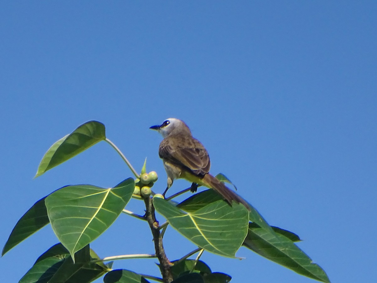 Yellow-vented Bulbul - ML646381764
