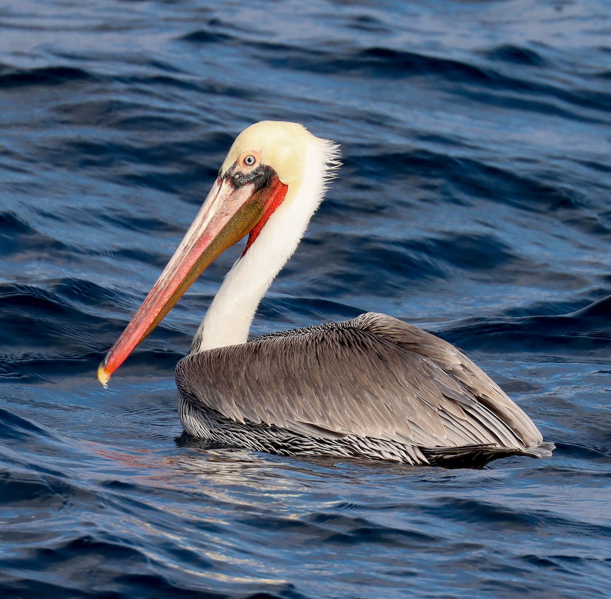 Brown Pelican - ML646381766