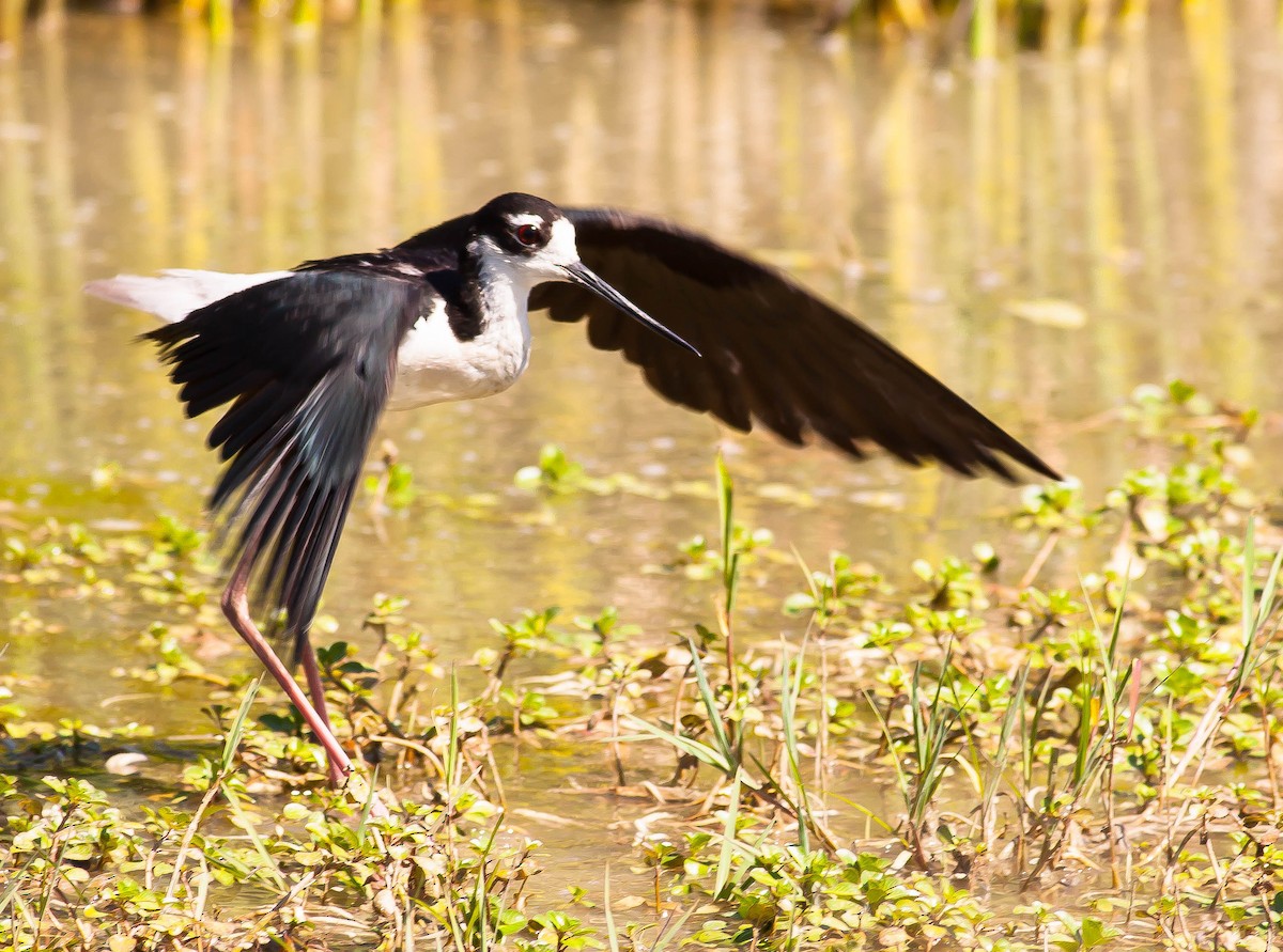 Black-necked Stilt - ML646381767