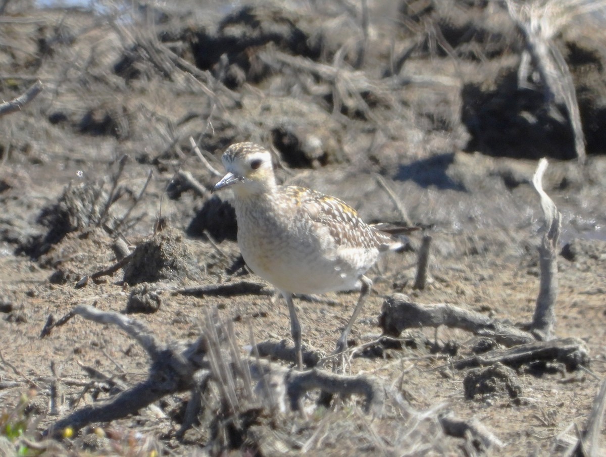 Pacific Golden-Plover - ML646381768