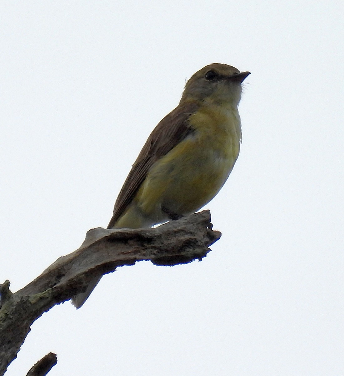 lejsčík žlutavobřichý - ML646381770