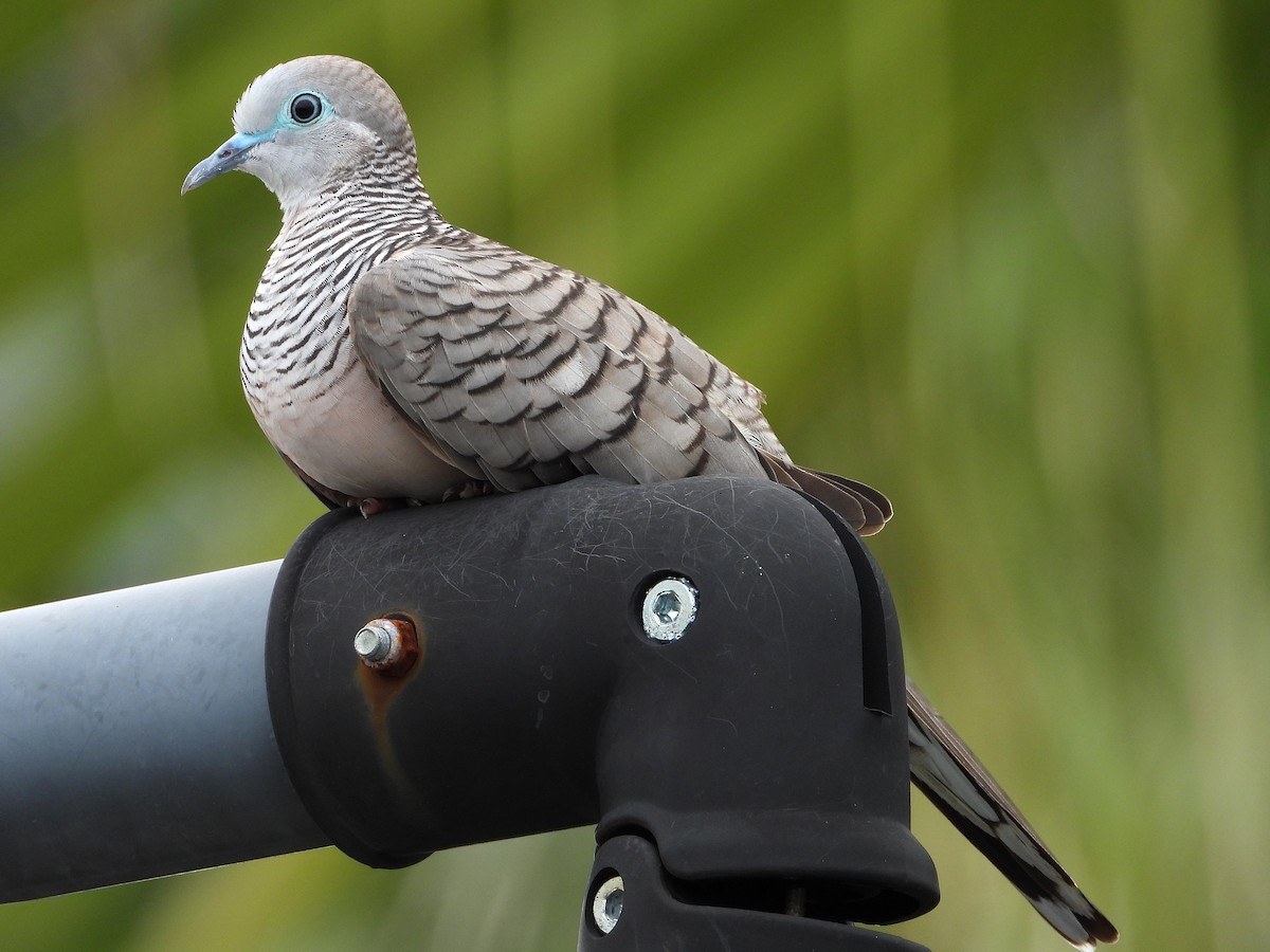 Peaceful Dove - ML646381775