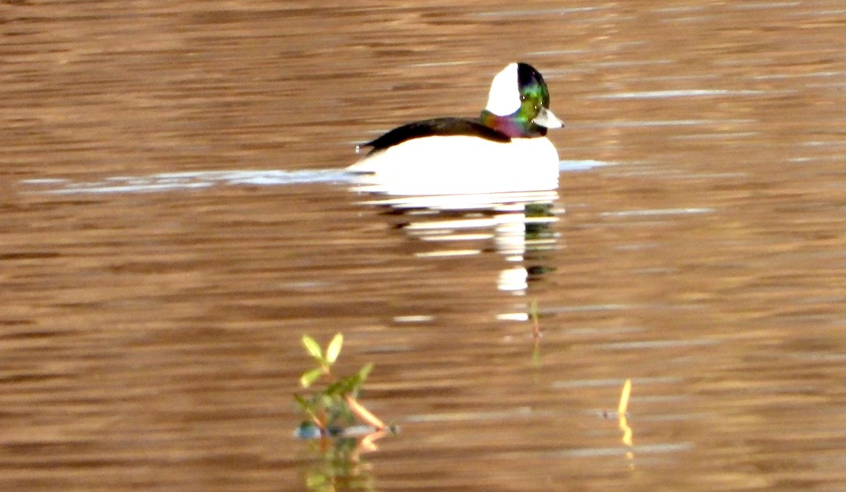 Petit Garrot - ML646381776