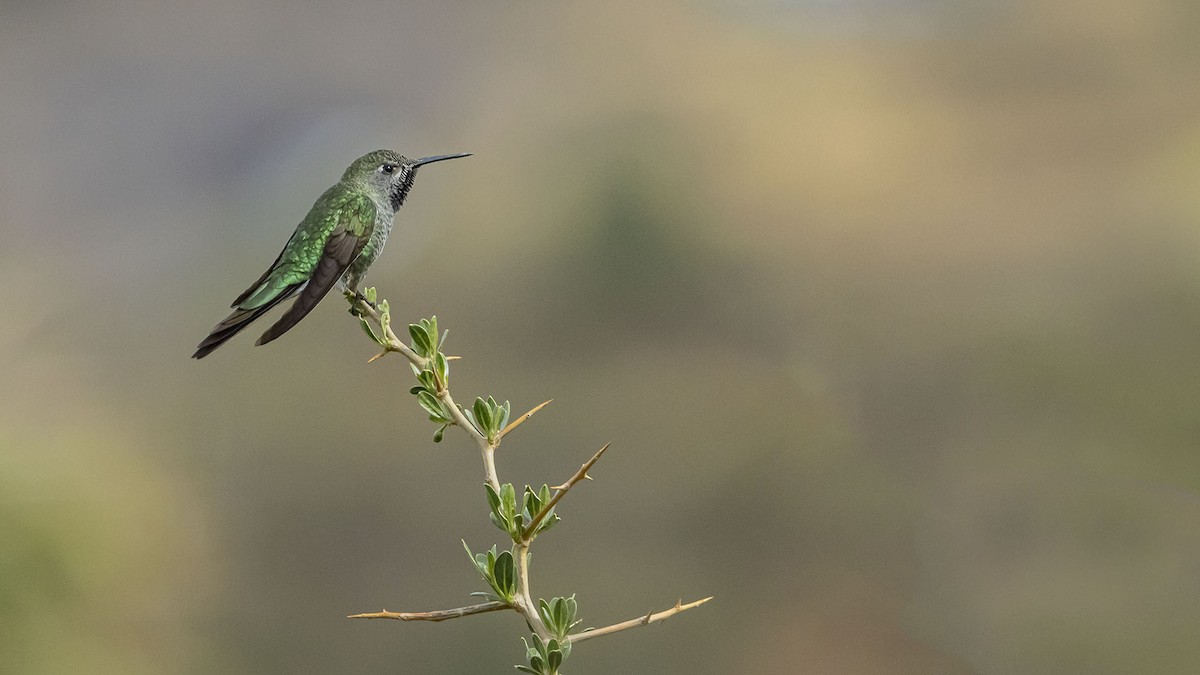Bronze-tailed Comet - ML646381777