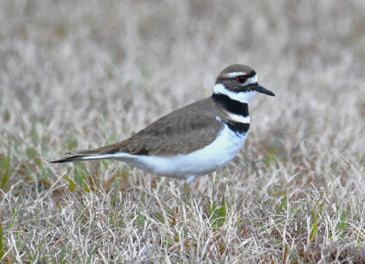 Killdeer - ML646381778