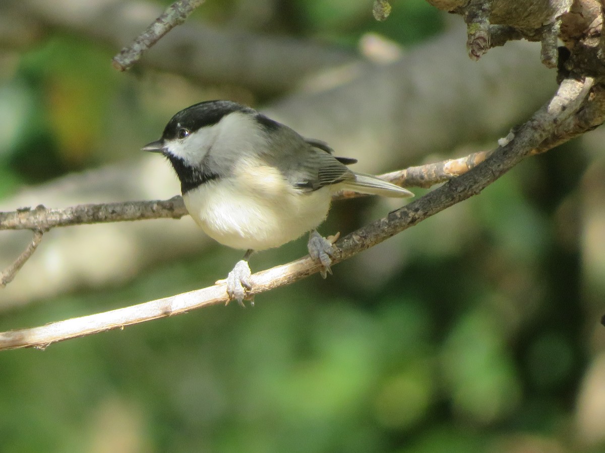Carolina Chickadee - ML646381779