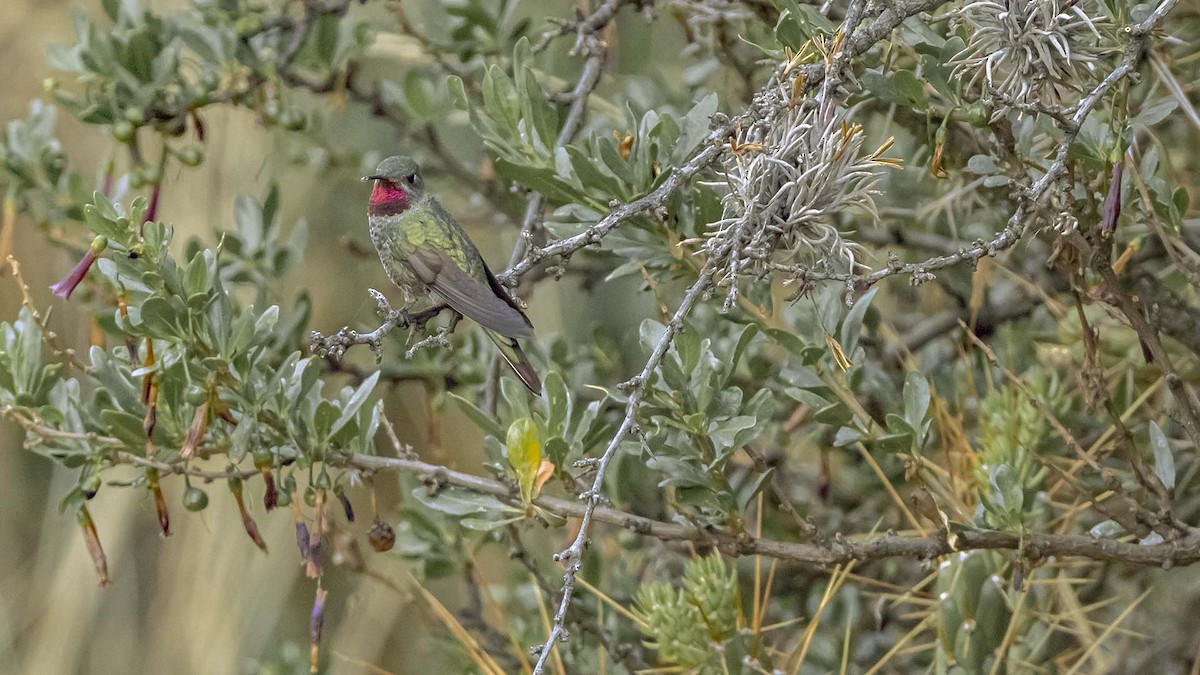 Bronze-tailed Comet - ML646381783