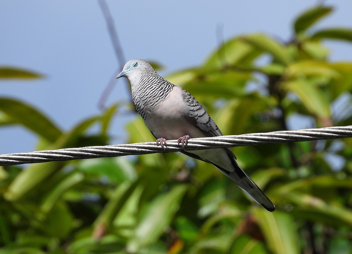 Peaceful Dove - ML646381784