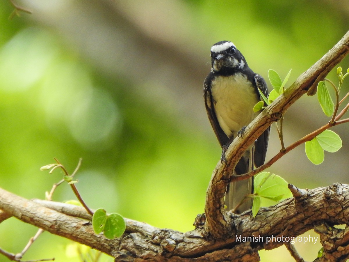 White-browed Fantail - ML646381785