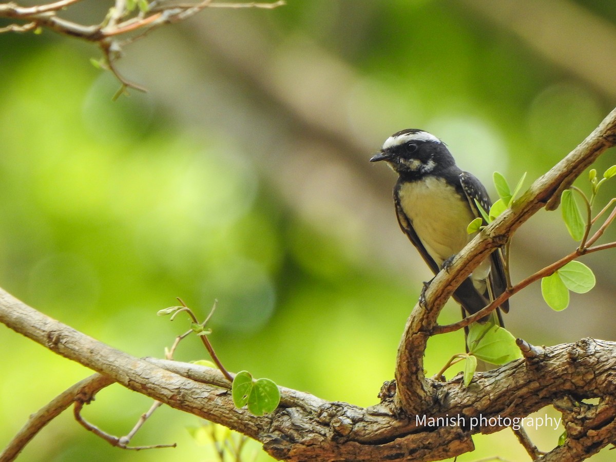 White-browed Fantail - ML646381786