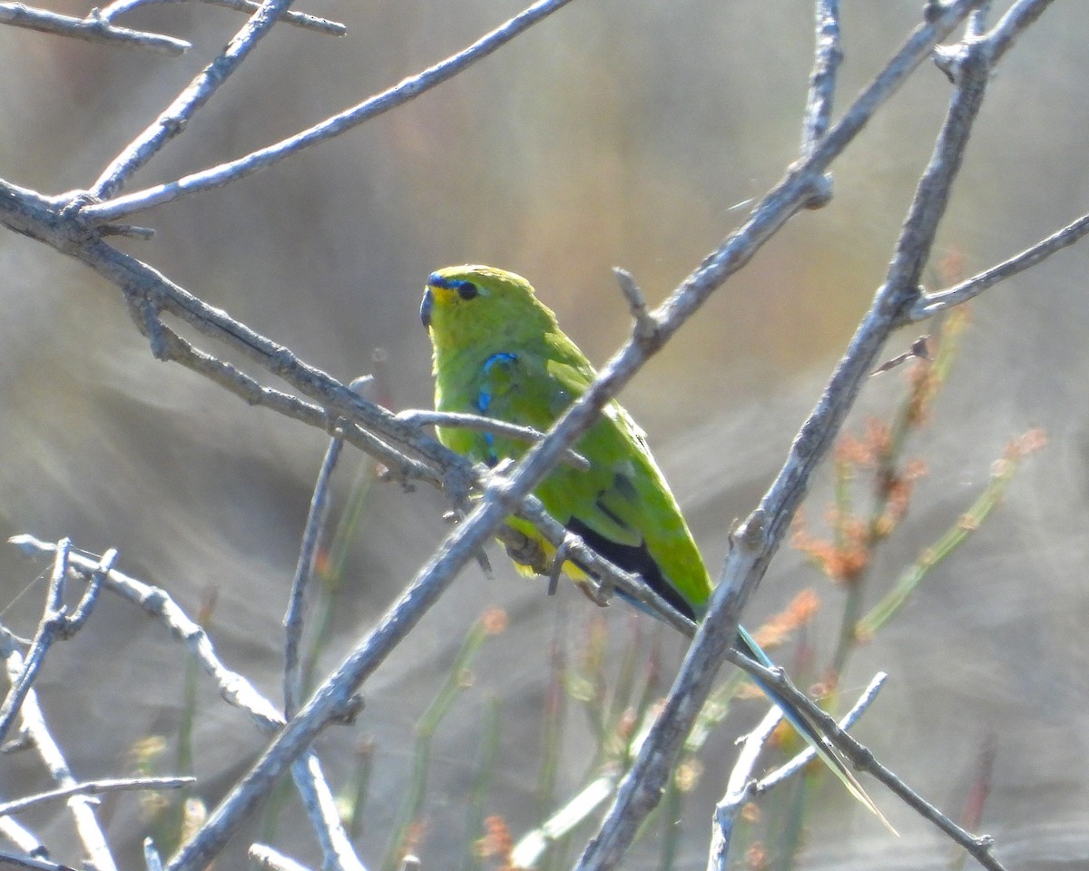 Elegant Parrot - ML646381787
