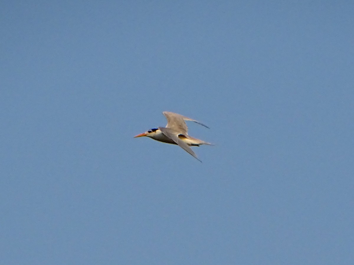שחפית ים - ML646381788