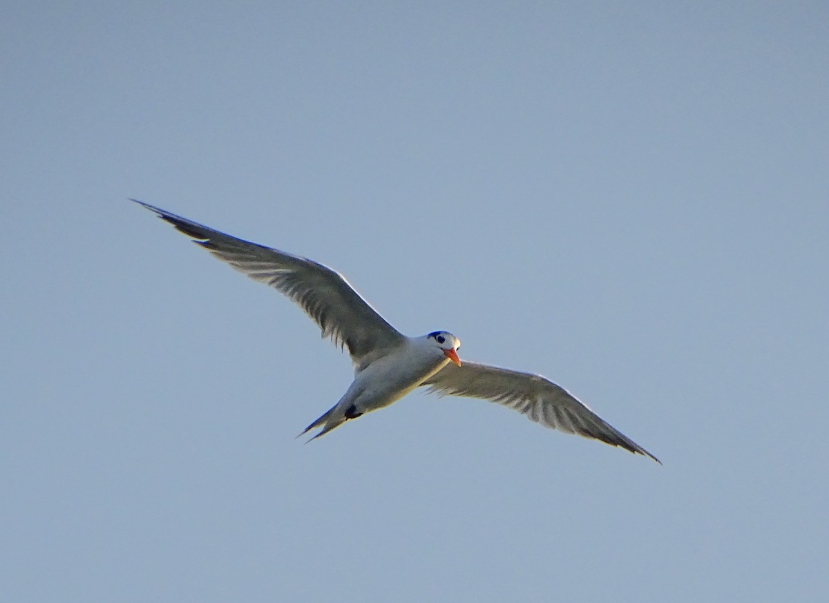 שחפית ים - ML646381789