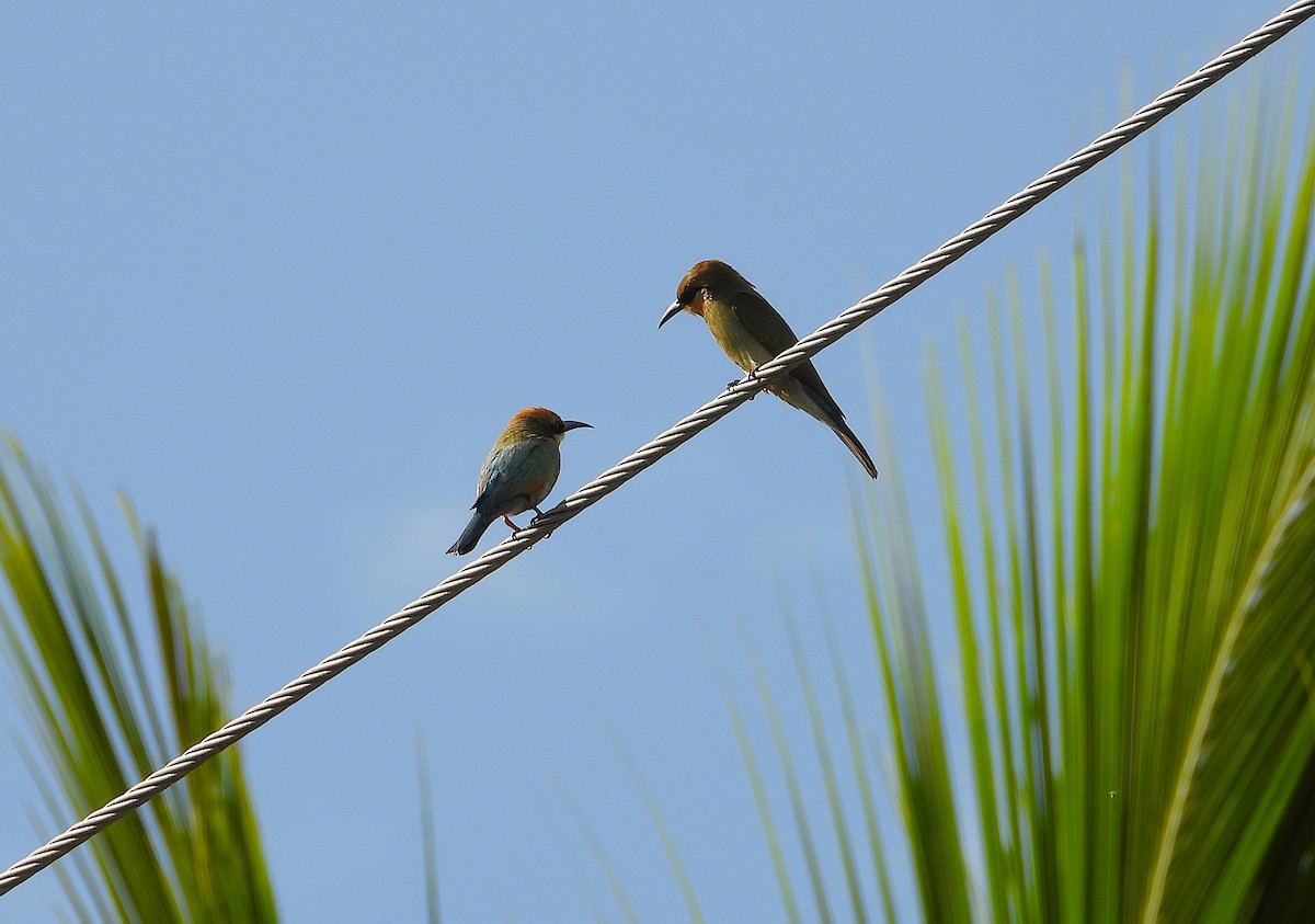 Rainbow Bee-eater - ML646381791