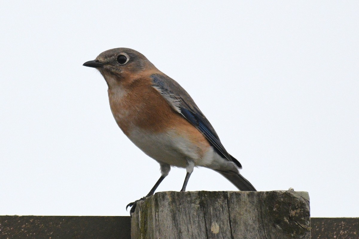 Eastern Bluebird - ML646381793