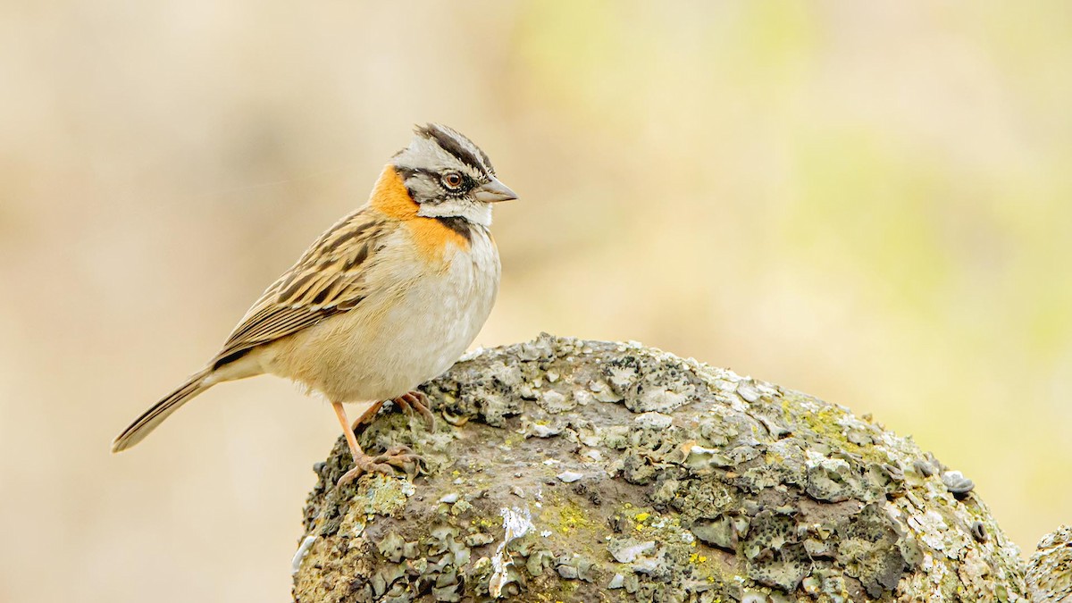 Rufous-collared Sparrow - ML646381794