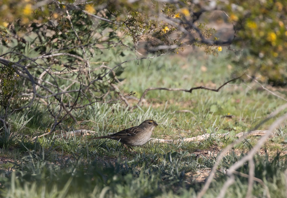 Golden-crowned Sparrow - ML646381795