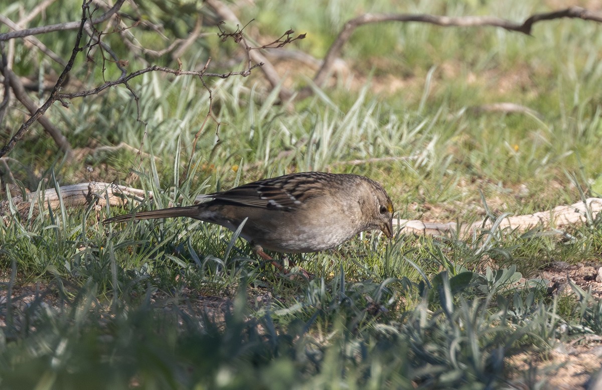 Golden-crowned Sparrow - ML646381796