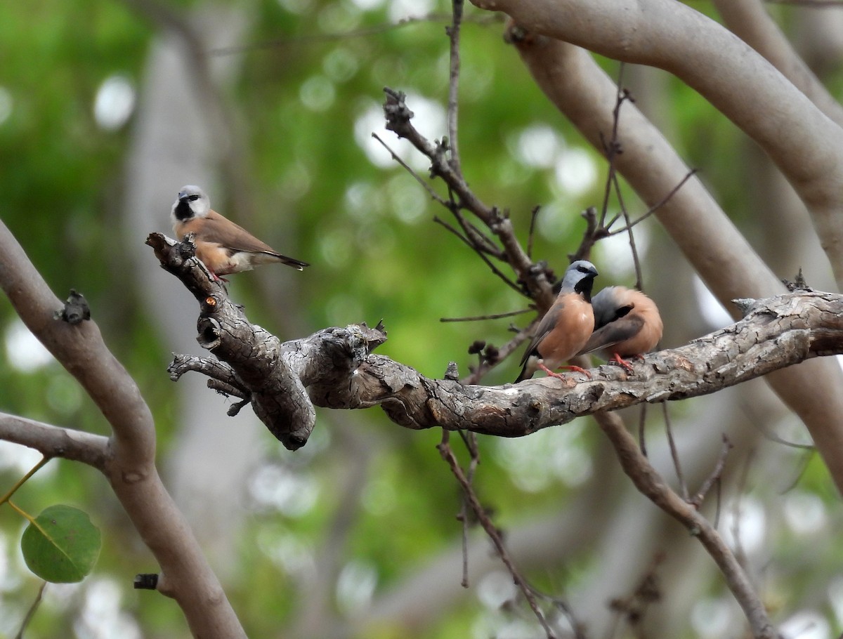 Black-throated Finch (Black-rumped) - ML646381797