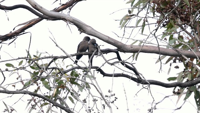 sotsvalestær - ML646381798