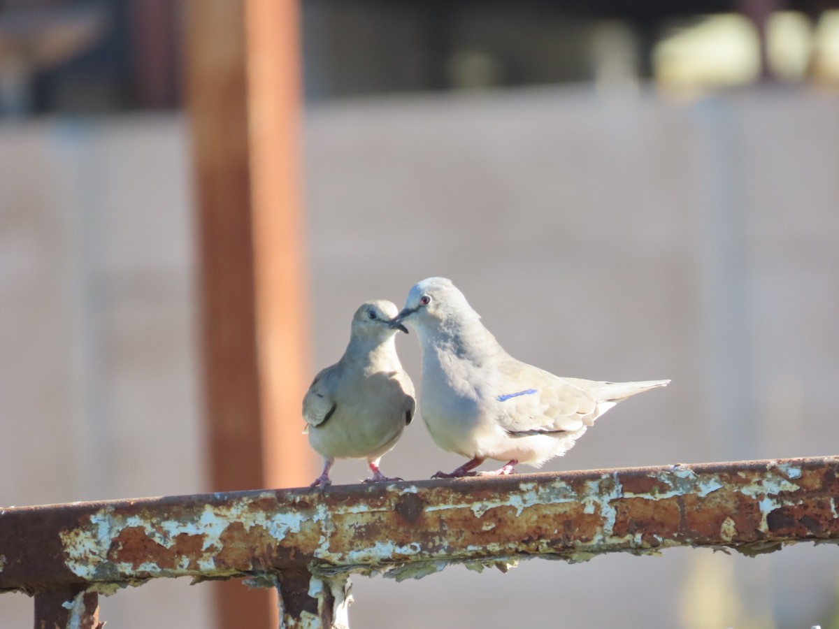 Picui Ground Dove - ML646381799