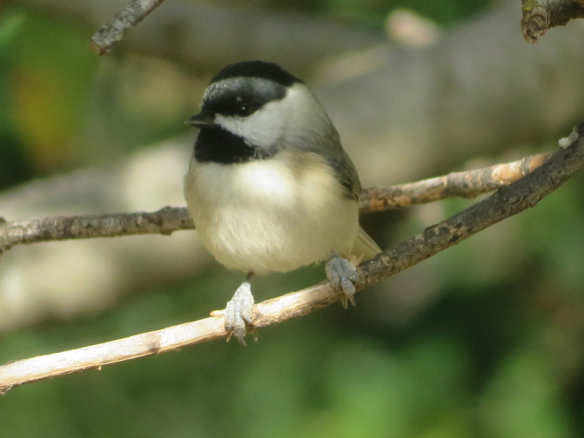 Carolina Chickadee - ML646381801