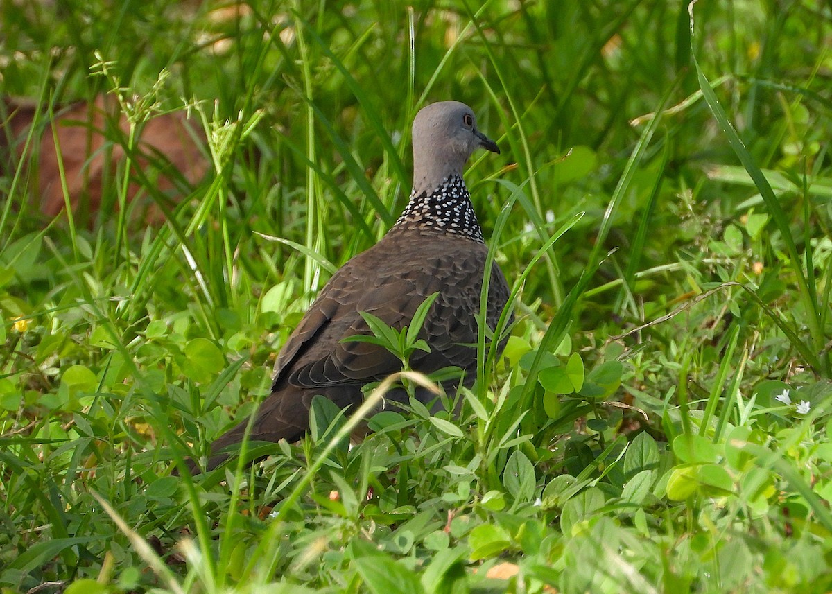 תור נקוד - ML646381802