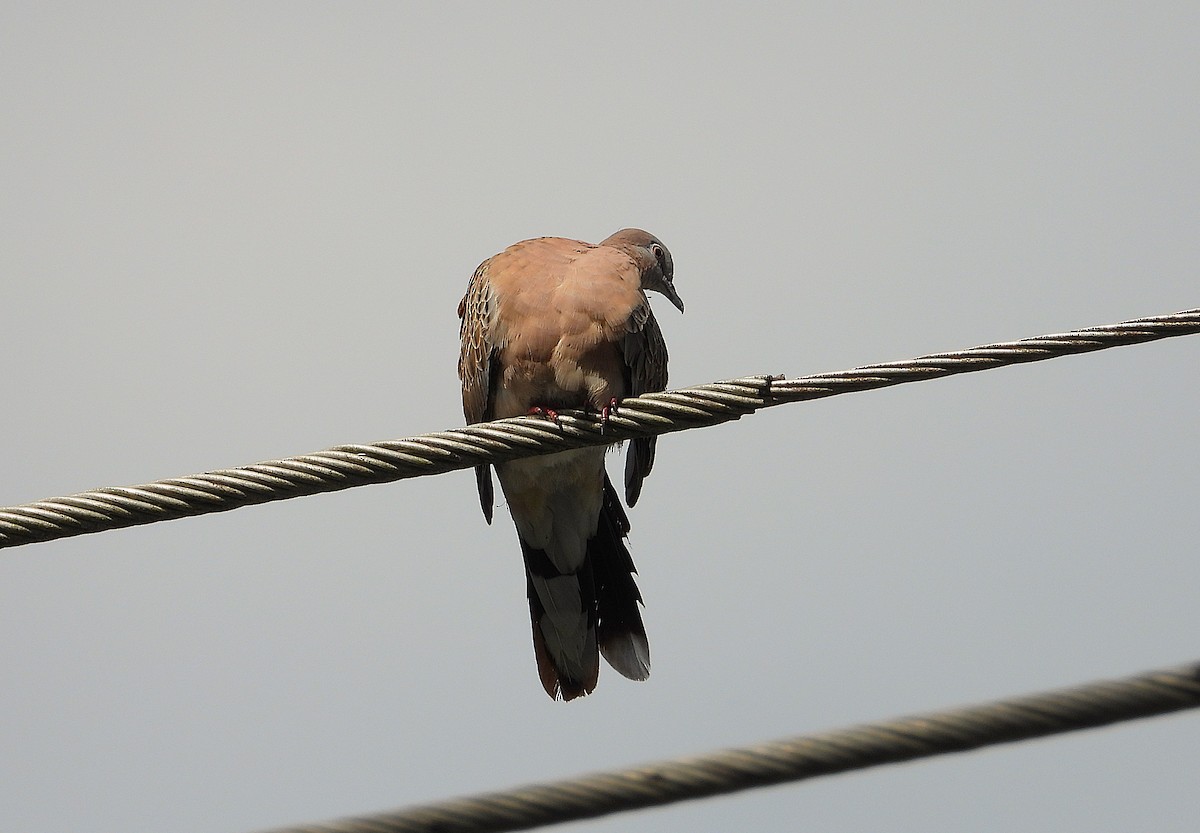 תור נקוד - ML646381803