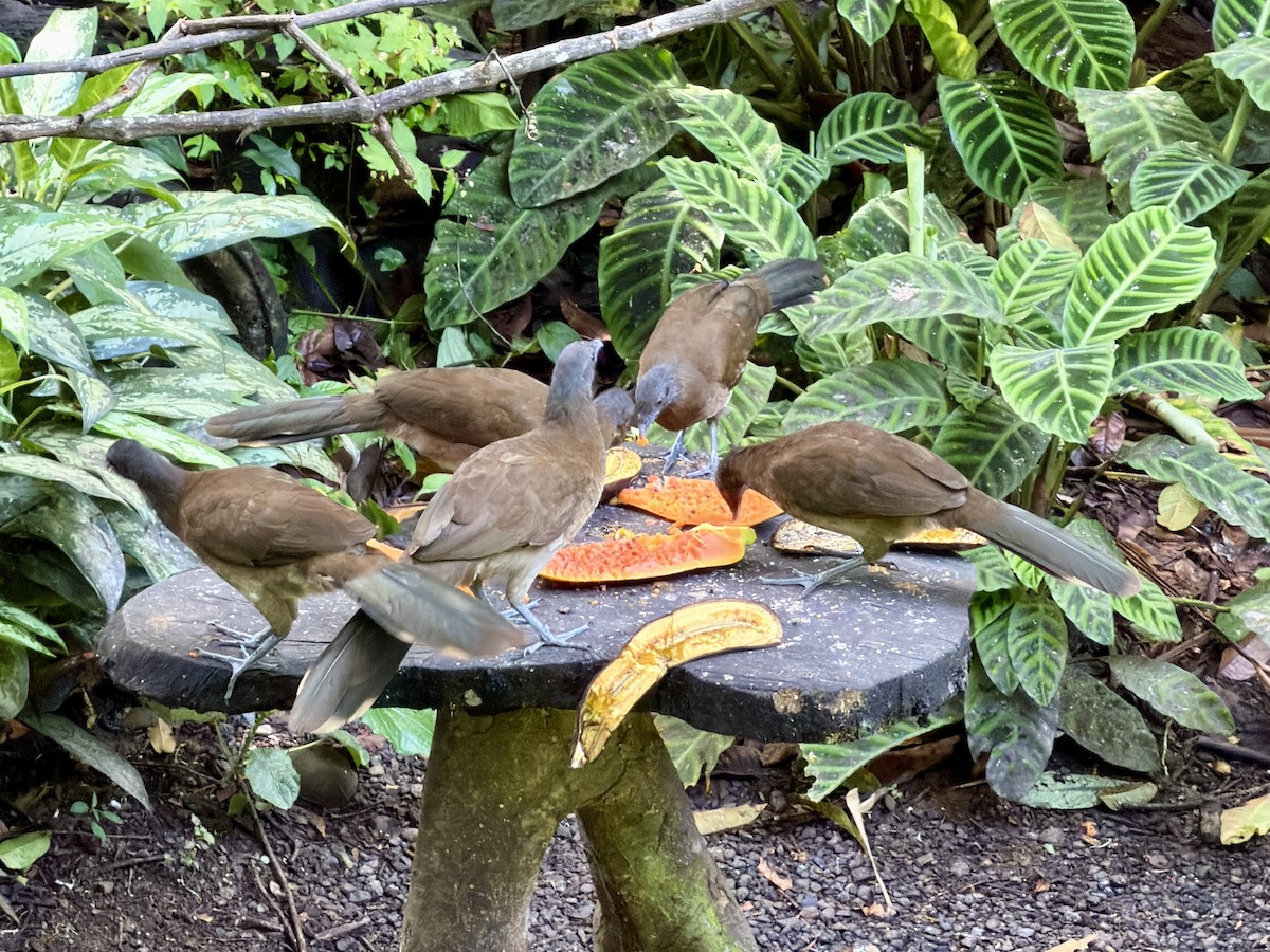 Gray-headed Chachalaca - ML646381808