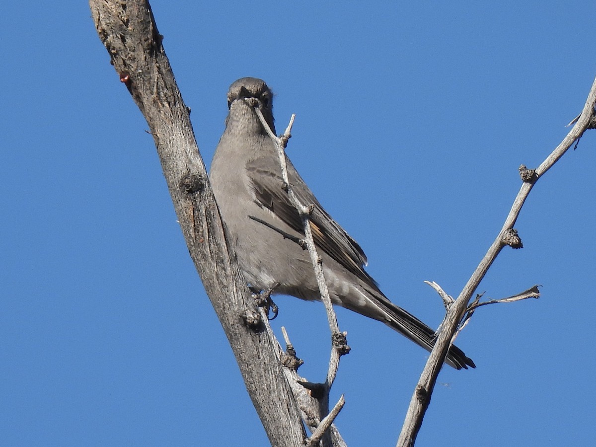 Townsend's Solitaire - ML646381809
