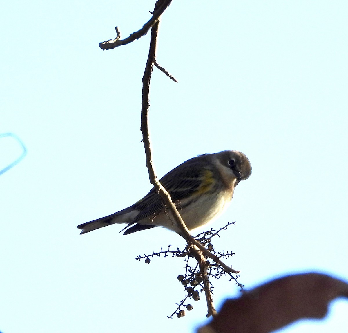 סבכון הכתר - ML646381810