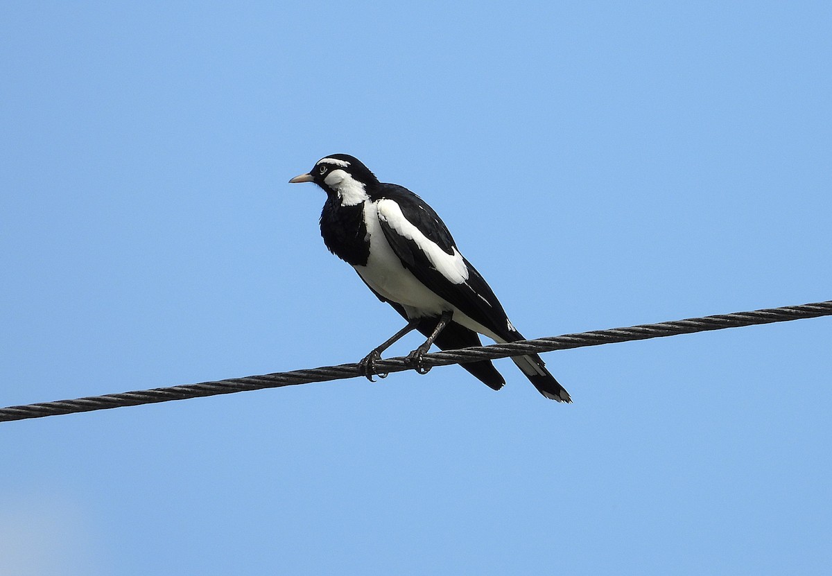 Magpie-lark - ML646381811