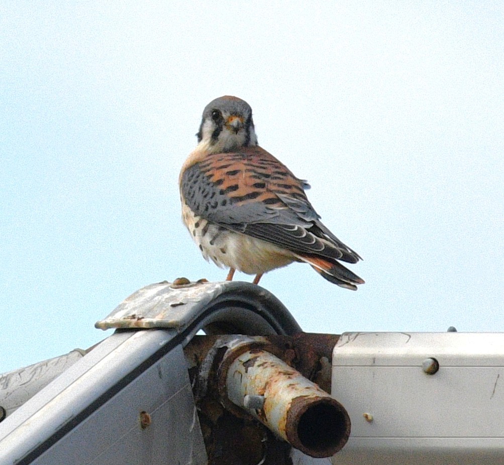 בז אמריקני - ML646381812