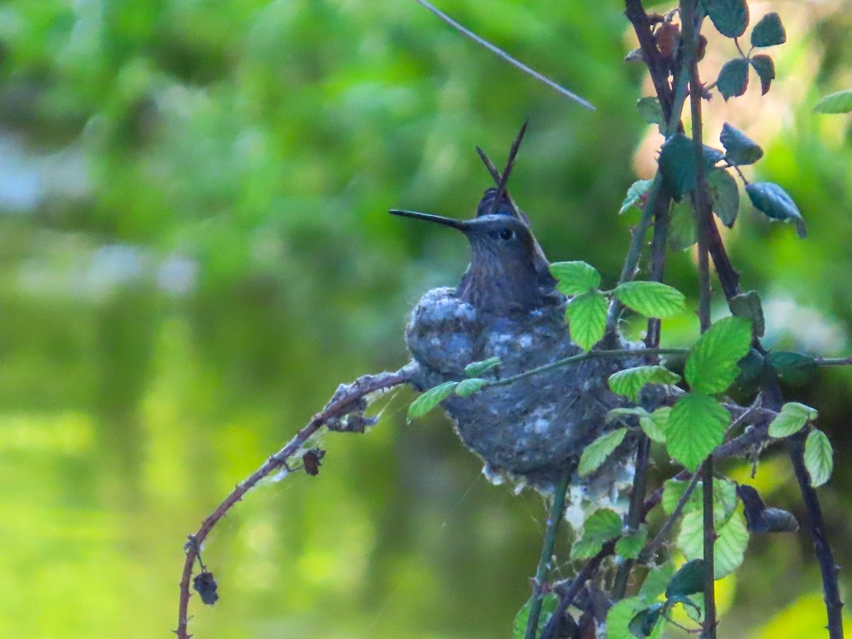 Giant Hummingbird - ML646381814
