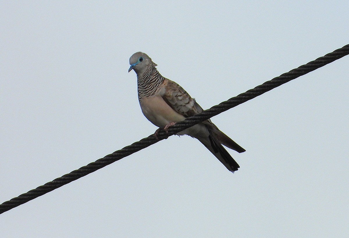 Peaceful Dove - ML646381818