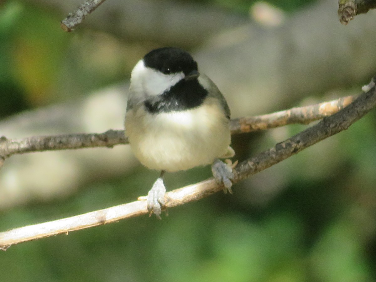 Carolina Chickadee - ML646381819