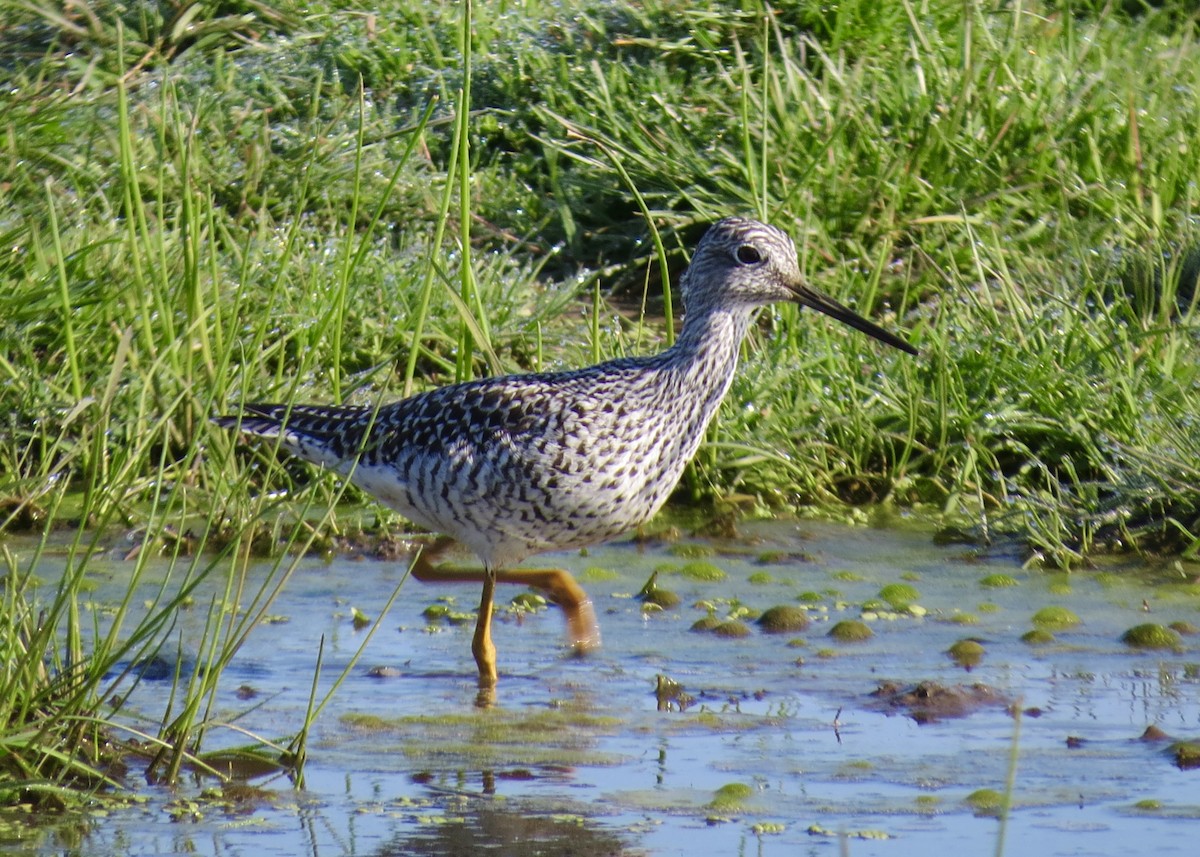 コキアシシギ／オオキアシシギ - ML646381821