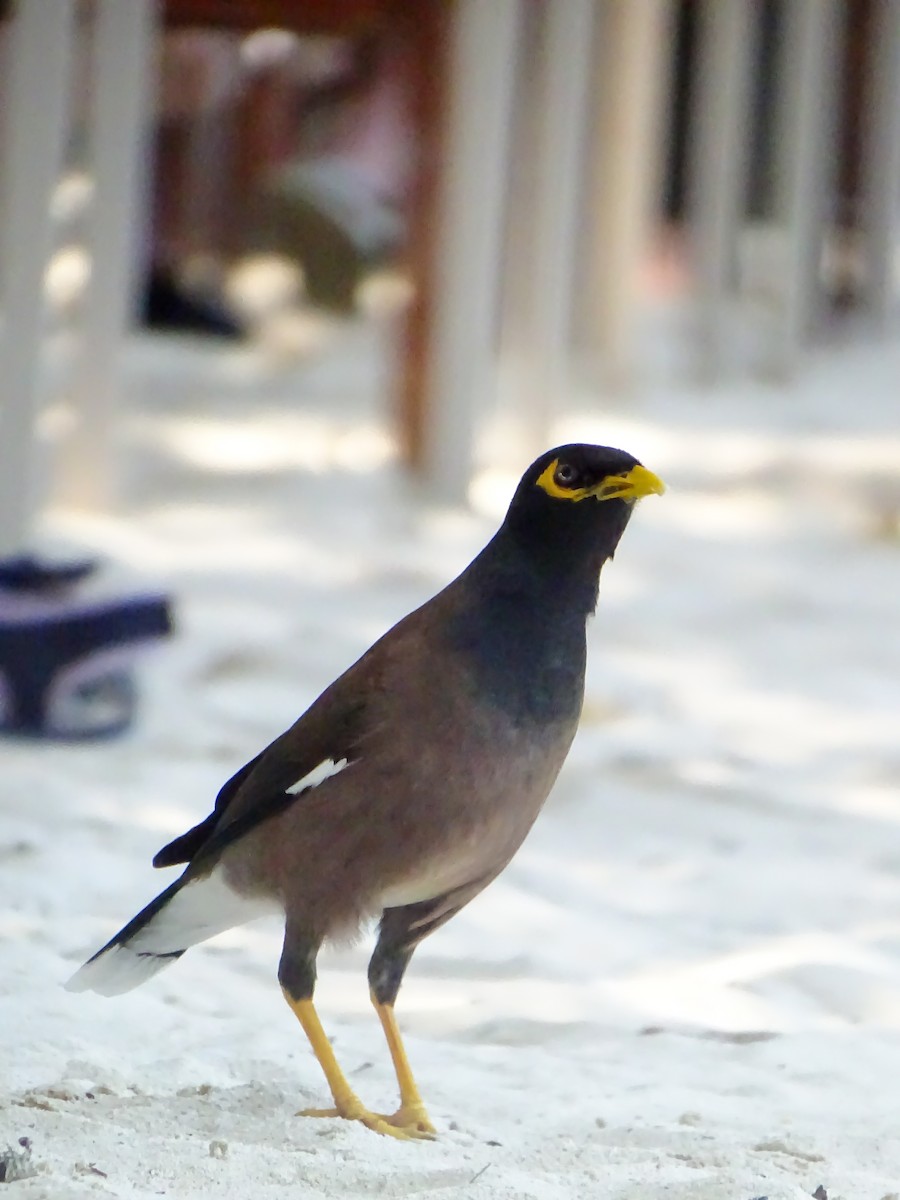 Common Myna - ML646381823