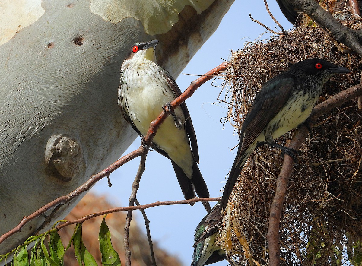 špaček lesklý - ML646381826