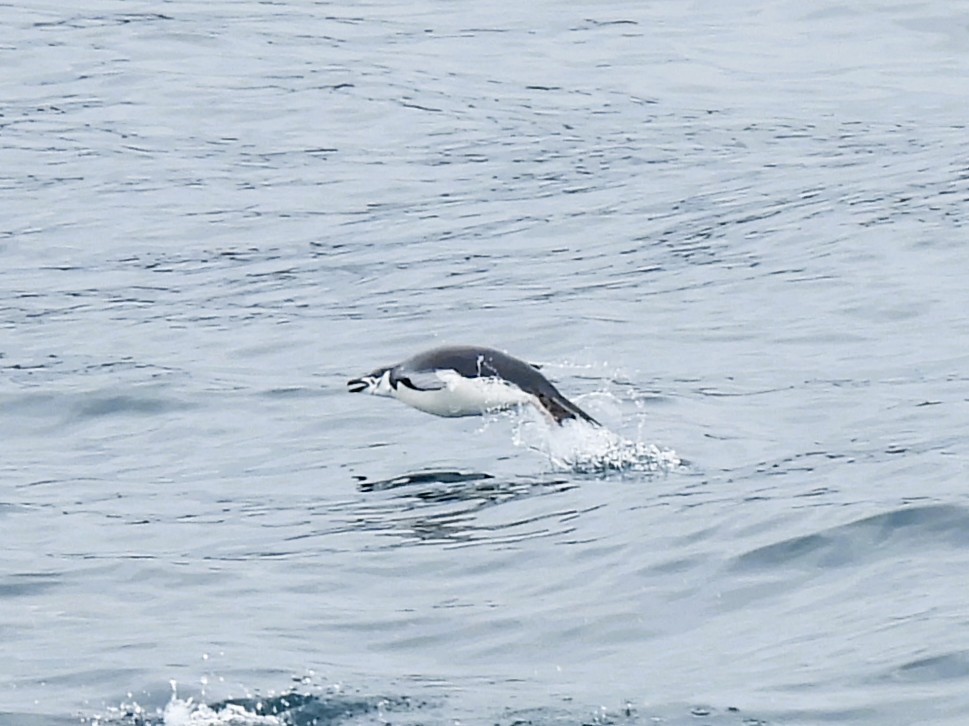 ringpingvin - ML646381827