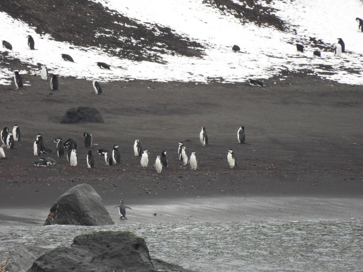 ringpingvin - ML646381828