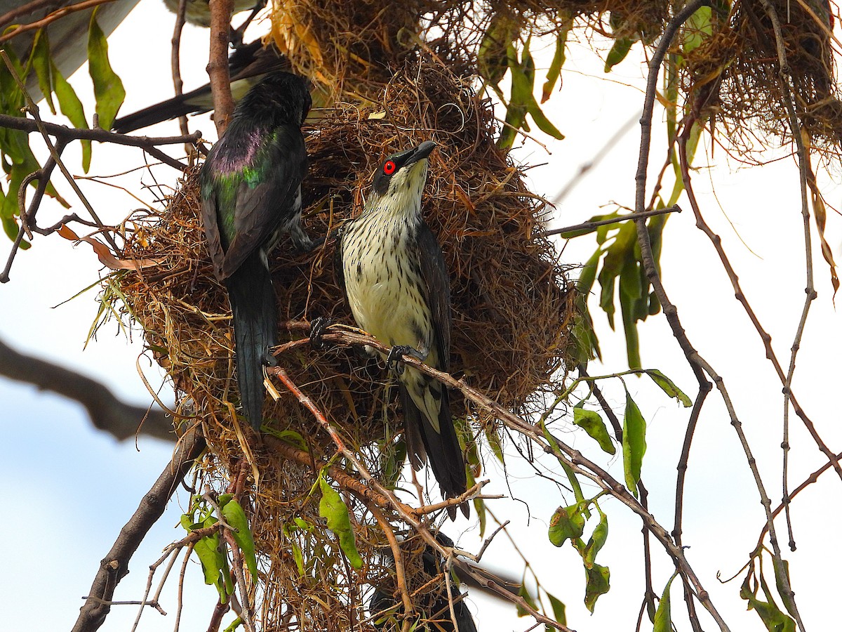 špaček lesklý - ML646381834