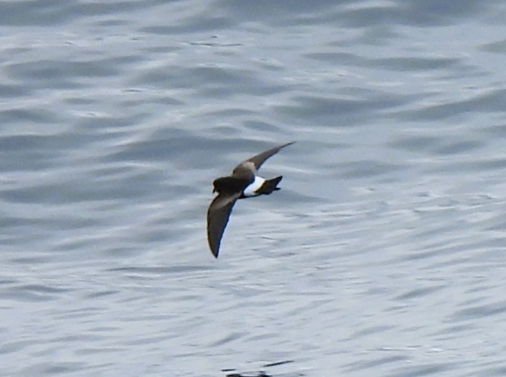 oseanstormsvale - ML646381835